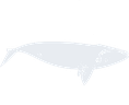 Blackwhale Agency